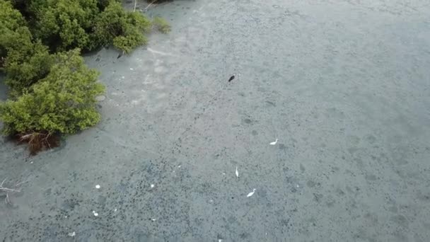 Aigles et asiatiques à bec ouvert à la recherche de nourriture dans les marais de Penang, Malaisie . — Video