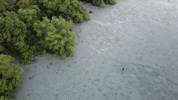 Huella debido a la factura abierta asiática a pie en el pantano en Penang, Malasia . — Vídeo de stock