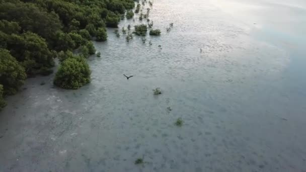 Schwarzer Vogel und weißer Vogelreiher fliegen im Mangrovensumpf. — Stockvideo