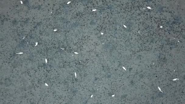 Αποτύπωμα ποδιού πουλιών γερανού στο βάλτο στο Πενάνγκ της Μαλαισίας. — Αρχείο Βίντεο