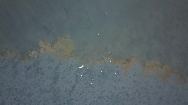 Aigles recherche de nourriture près du marécage contaminé . — Video