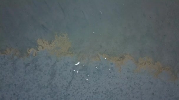 汚染された湿地帯の近くで鳥が食料を探すのを歓迎する. — ストック動画