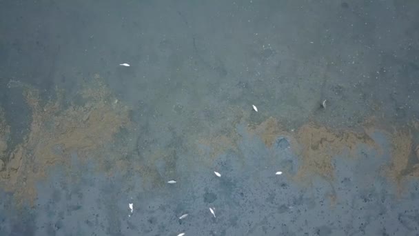Aves de grulla que buscan alimento en el pantano contaminado en Penang, Malasia . — Vídeo de stock