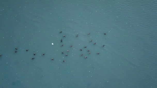 Bovenaanzicht vogelhabitat bij het zoute water. — Stockvideo