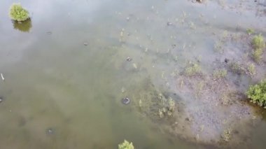 Kuş mangrov üzerinde uçar..