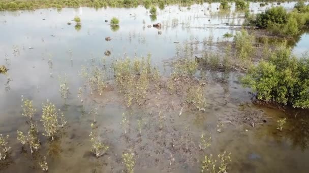 Суха земля біля мангрових дерев у Бату - Кавані (штат Пенанг, Малайзія).. — стокове відео