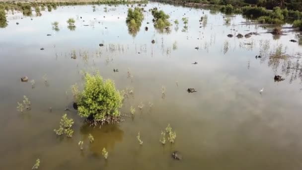 Volare sopra le zone umide che è habitat per molti uccelli . — Video Stock