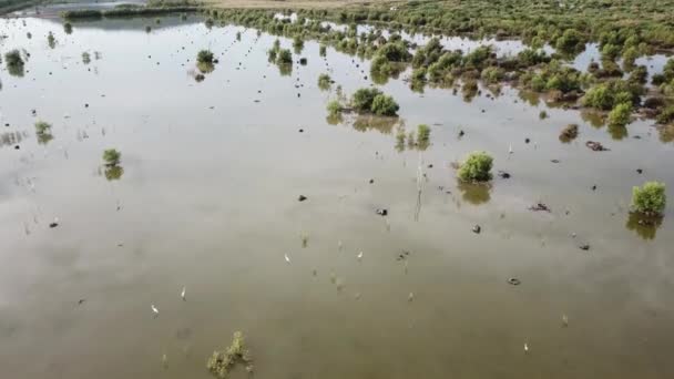 Egrets pássaro descansar em zonas húmidas em Batu Kawan, Penang, Malásia . — Vídeo de Stock