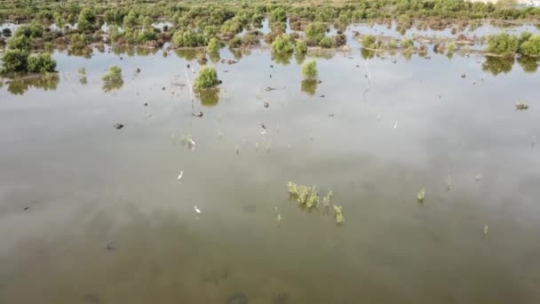 Vliegen over habitat wetland van zilverreigers. — Stockvideo