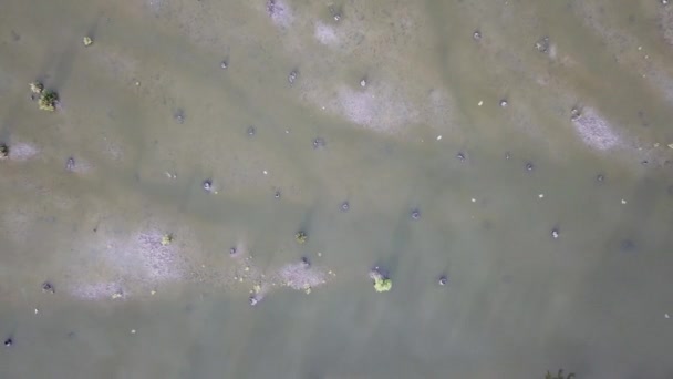 Hábitat de las aves grulla en los humedales . — Vídeos de Stock