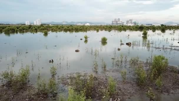 Pântano de mangue com cidade de desenvolvimento em Batu Kawan, Penang, Malásia . — Vídeo de Stock