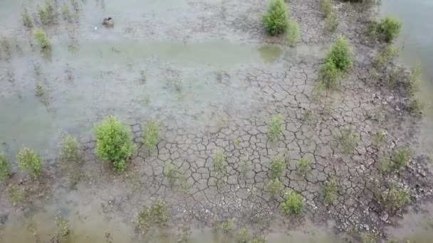 マレーシアのペナン州Batu Kawanの湿地で乾燥した土地. — ストック動画