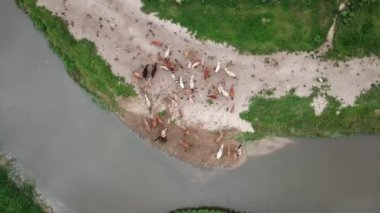 Penang, Malezya 'da nehir kıyısında dinlenen tepedeki inekler.