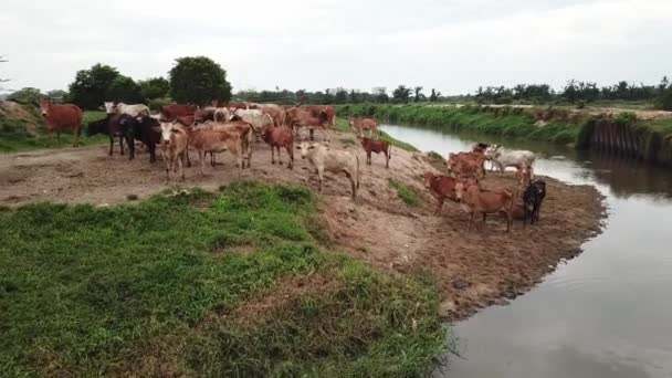 Vlieg naar koeien op de boerderij in Maleisië. — Stockvideo