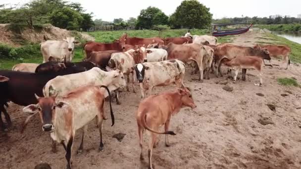 Cows in a farm at Malaysia. — Stock Video