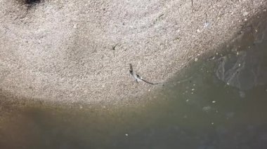 Nehir kenarındaki kabukta kertenkeleyi izle.