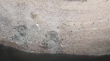 Kertenkele Batu Kawan, Penang, Malezya 'da yiyecek arıyor..
