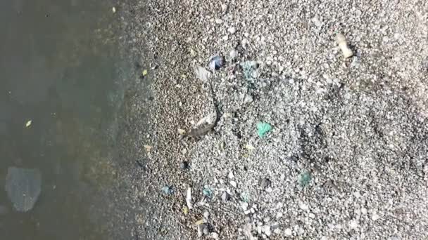 Surveiller la montée des lézards près des ordures .