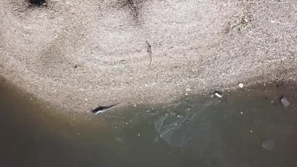 말레이시아 페낭의 바투 카 완에서 물 근처에 있는 모니터 도마뱀. — 비디오