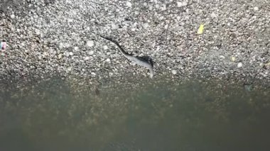 Kertenkele taramasını çöp alanı yakınlarında izle.
