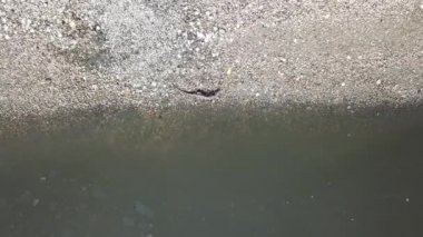 Üst ekran kertenkele nehir kenarına tırmanıyor.