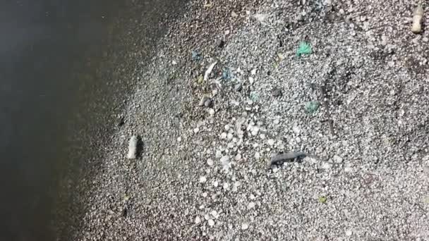 Kertenkele nehir kıyısına çöplerle tırmanıyor.. — Stok video