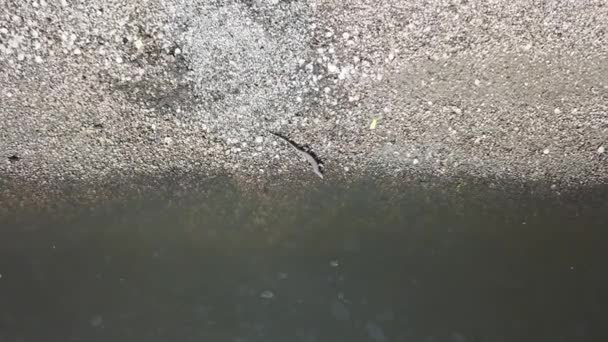 Monitorare la caccia alla lucertola per il cibo nella zona piena di sprechi . — Video Stock