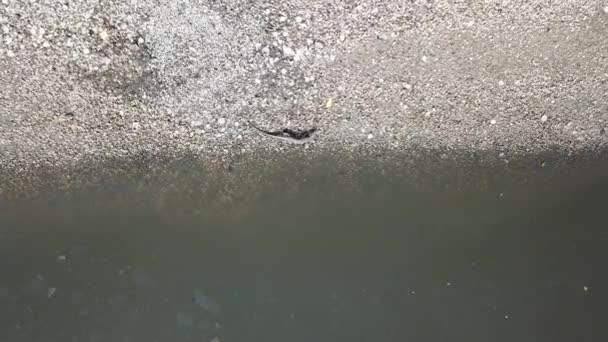 높은 전망을 가진 도마뱀 이강 근처를 오르는 모습. — 비디오
