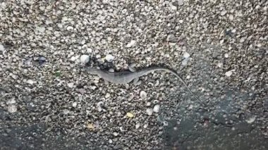 Kertenkele, Batu Kawan, Penang, Malezya 'daki deniz kabuğunda arama yapıyor..