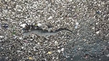 Kertenkele gözlemcisi Batu Kawan, Penang, Malezya 'da yiyecek ara..