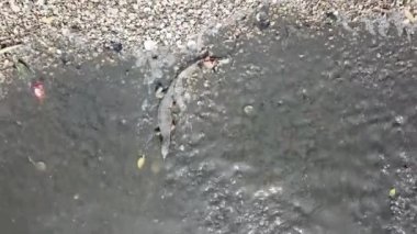 Kertenkele nehir boyunca sürünüyor..