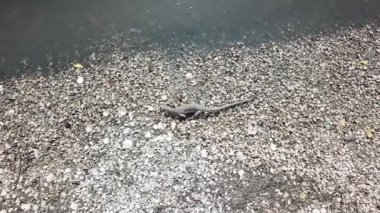 Kertenkele deniz kabuğuna tırmanıp Batu Kawan, Penang, Malezya 'da yiyecek arayın..