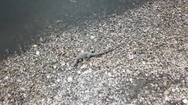 Kertenkele Batu Kawan, Penang, Malezya 'daki nehir kıyısına tırmanıyor..