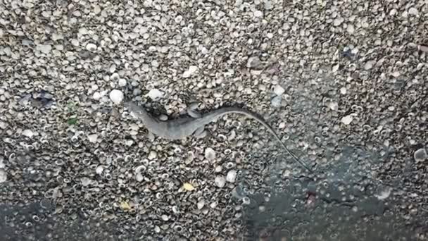 Monitor lagarto comer comida sobre a concha do mar . — Vídeo de Stock