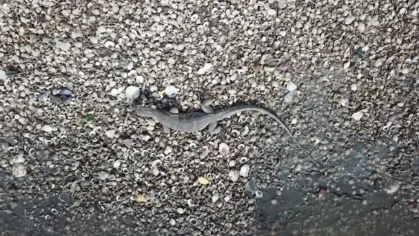 Ящірка - монітор шукає їжу на морському мушлі в Бату - Кавані (штат Пенанг, Малайзія).. — стокове відео