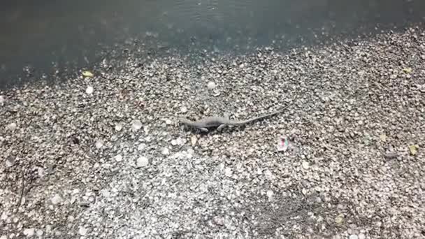 Monitor ještěrka vylézt na mořské mušle hledat jídlo v Batu Kawan, Penang, Malajsie. — Stock video