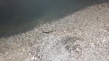 Üst görünüm, yiyecek arayan doğal kertenkele..