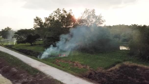 Open vuur bij groen gras onder boom tijdens zonsondergang uur. — Stockvideo