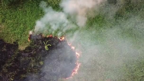 Het gras verbranden op open veld. — Stockvideo