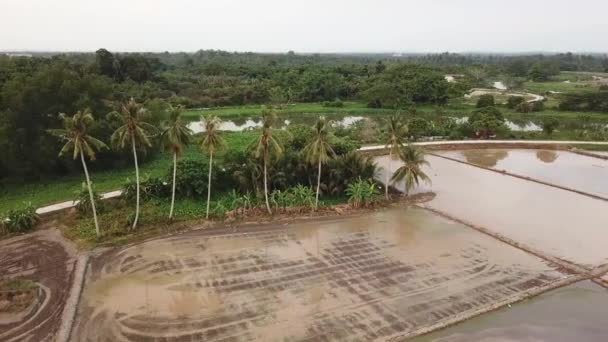 Tiro de coqueiro em órbita sobre o campo de arroz em Sungai Dua, Penang . — Vídeo de Stock