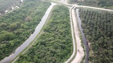 Kırsal kesimde mangrov ağacı ve palmiye ağacı olan kestirme yol..