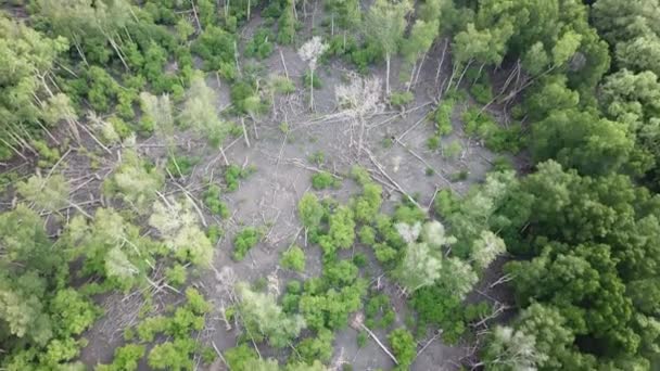 Vista aérea algunos árboles de manglar caen en Batu Kawan, Penang, Malasia . — Vídeos de Stock