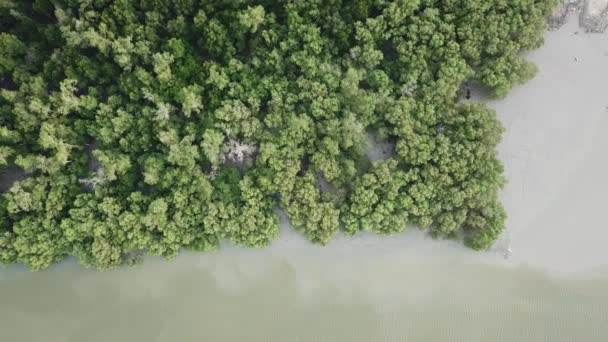 Pohled shora na les mangrovníkových stromů v Batu Kawan, Penang, Malajsie. — Stock video