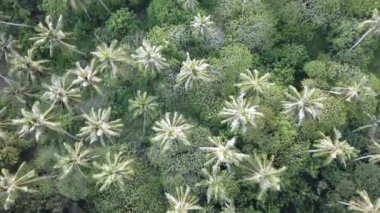 Üst görünüm hindistan cevizi ağacı.