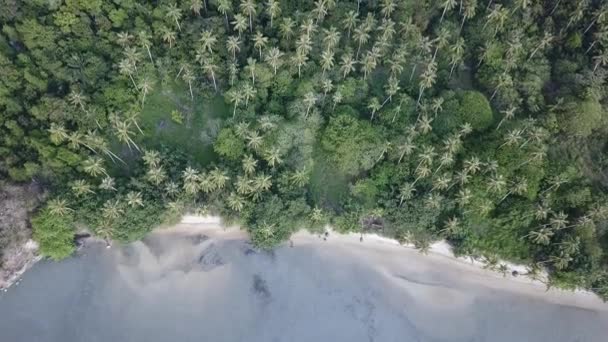 Flygfoto kokosnöt bredvid havet vid Batu Kawan, Penang, Malaysia. — Stockvideo