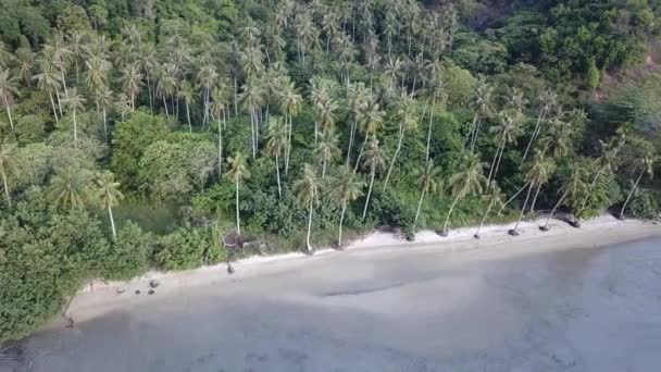 Kokospalmen aus der Luft am Meer. — Stockvideo