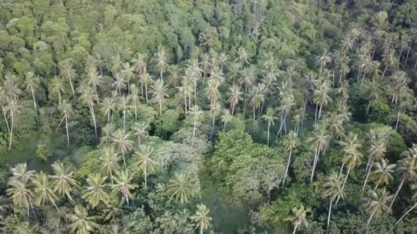 Летит к кокосовым деревьям возле Бату-Кавана, Пенанг, Малайзия . — стоковое видео