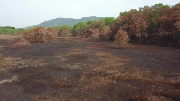Terreno seco devido a incêndio . — Vídeo de Stock