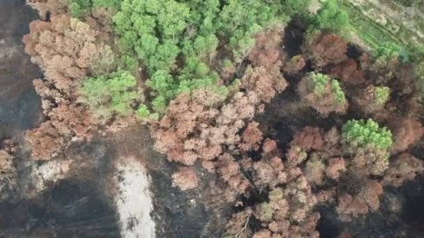 Buisson vert sec en raison du feu brûlant dans le village de l'Asie du Sud-Est .