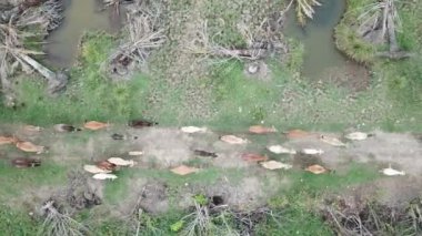 Üst manzara inekleri Nibong Tebal, Penang, Malezya 'da aynı yöne doğru koşar...